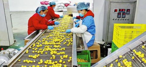 農村創業新思路 三個投資小、前景好的小型加工廠項目